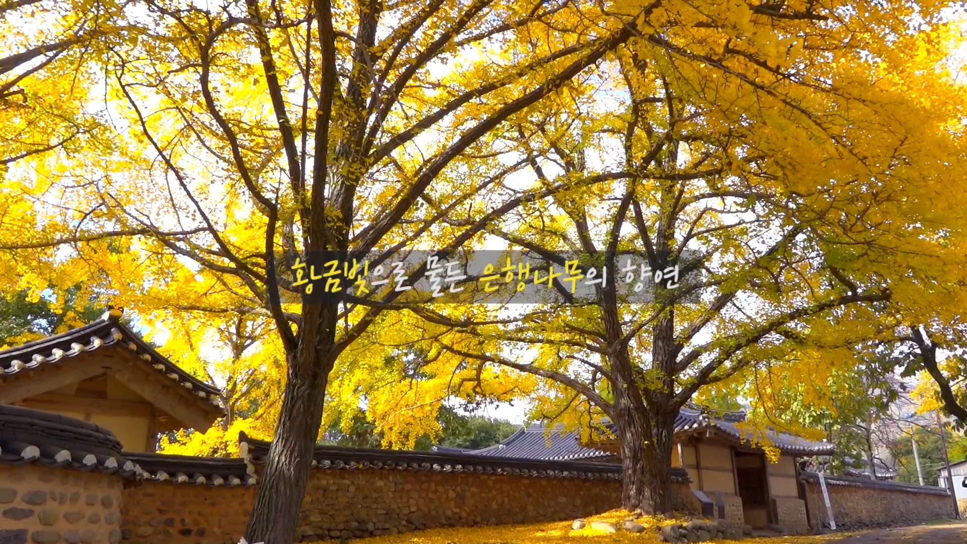 당신에게 건네는 힐링과 치유  '청라은행마을'